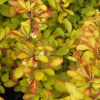 Барбарис Тунберга (Berberis thunbergii) Диаболикум С3 СП/23