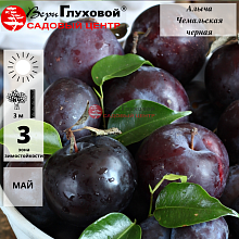 Основное изображение товара