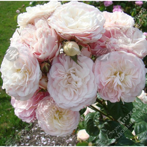 Роза полиантовая "Bouquet Parfait" на фото