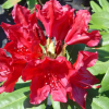 Рододендрон гибридный (Rhododendron hybriden) 'Torero' 30-40 С5 ПЧ/26