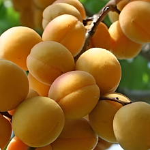 Основное изображение товара