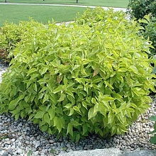 Дерен белый 