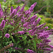 Буддлея Давида 