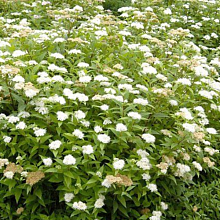 Основное изображение товара