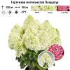 Гортензия метельчатая (Hydrangea paniculata) Пандалус С3 РАст/24