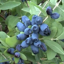 Основное изображение товара