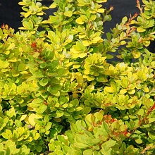 Основное изображение товара