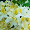 Азалия крупноцветковая (Azalea) 'Northern Hi-Lights' 40-60 С5 ПЧ/24