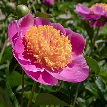 Основное изображение товара