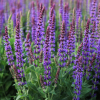 Шалфей дубравный "Остфрисленд" на фото