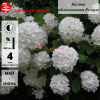 Калина обыкновенная (Viburnum opulus) Розеум С3 СП/25