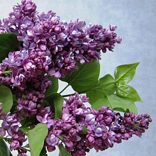 Основное изображение товара