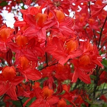 Основное изображение товара