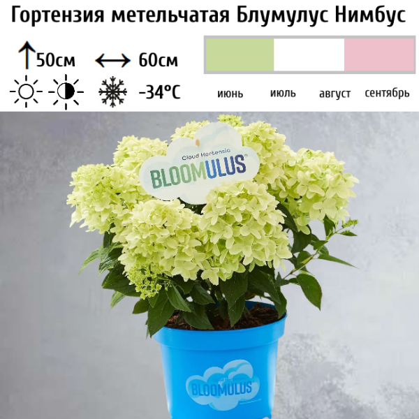 Основное изображение товара