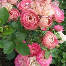 Основное изображение товара