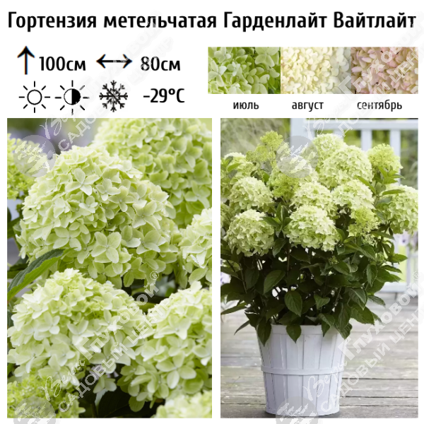 Гортензия метельчатая "Гарденлайт Вайтлайт" на фото