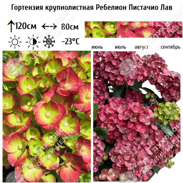 Гортензия крупнолистная "Ребелион Пистачио Лав" на фото