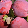 Яблоня 