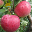 Яблоня 