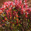 Барбарис Тунберга "Лютин Руж" на фото