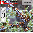 Облепиха 