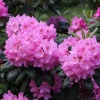 Рододендрон (Rhododendron) крупноцветковый 'Helsinki University' 40-50 С15 ПЧ/26