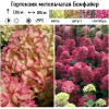 Гортензия метельчатая (Hydrangea paniculata) Бонфайер 2-3вет ОКС СП/25