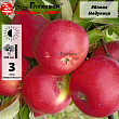 Яблоня 