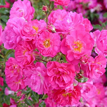 Основное изображение товара