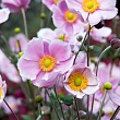 Анемона гибридная 