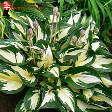 Основное изображение товара