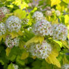 Пузыреплодник калинолистный (Physocarpus opulifolius) Наггет С3 СП/23
