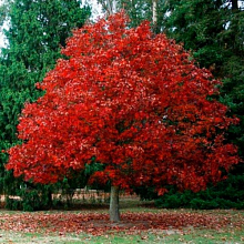 Дуб красный - Quercus rubra