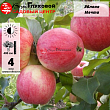 Яблоня 