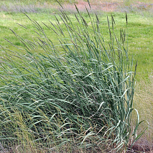 Основное изображение товара