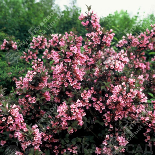 Вейгела цветущая  "Фоллис Пурпуреус" на фото