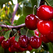 Вишня 