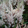 Астильба Арендса (Astilbe arendsii) Бумальда С2 ГлХ/26