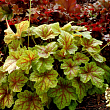 Гейхера 