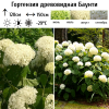 Гортензия древовидная (Hydrangea arborescens) Баунти  С7,5 НАп/25
