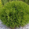 Туя западная (Thuja occidentalis) Хозери 30-35 С5 ПЯ/26