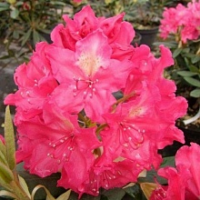 Основное изображение товара