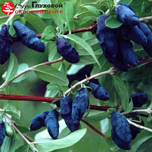 Основное изображение товара