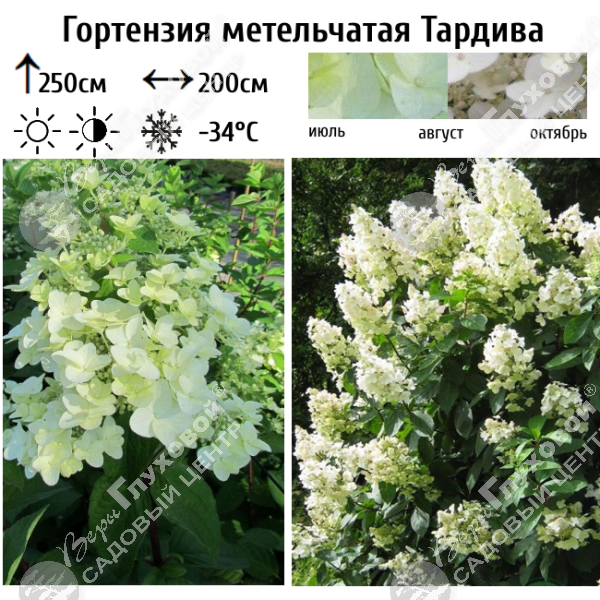 Гортензия метельчатая "Тардива" на фото