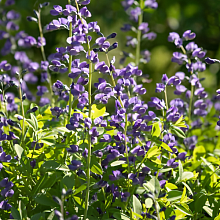 Основное изображение товара