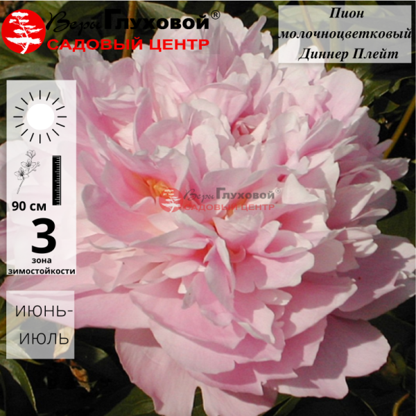 Основное изображение товара