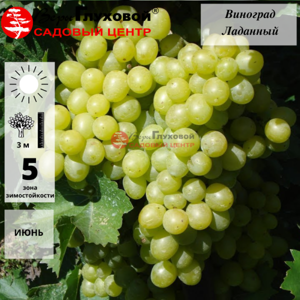 Основное изображение товара