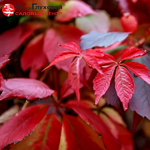 Основное изображение товара