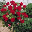Роза штамбовая 