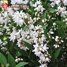 Основное изображение товара